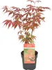 Bloomique - Acer Palmatum Atropurpureum - Klon palmowy - Podgląd zdjęcia produktu 1
