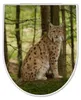 WC Sitz mit Absenkautomatik D Form Motiv Luchs [TDW3 10487] Produktbild-Vorschau 8