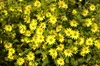 Helianthus atrorubens, Sonnenblume, gelb, ca. 11x11 cm Topf Produktbild-Vorschau 4