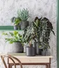 Dehner Pfeilblatt Polly, Alocasia amazonica, markante Produktbild-Vorschau 4