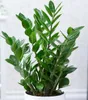 BALDUR Garten 1x Zamioculcas, Pflanze im 12 cm-Topf, Produktbild-Vorschau 1