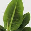 Bananaier nain - Set de 2 - Musa 'Oriental Dwarf' - Hauteur Voir les images du produit 4