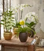 Dehner Traubenorchidee, üppige weiße Blüten, ca. 40-50 cm, Produktbild-Vorschau 4