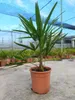 Trachycarpus fortunei Hanfpalme Gesamthöhe ca. 100 cm Produktbild-Vorschau 2