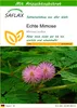 SAFLAX - Echte Mimose - 70 Samen - Mit keimfreiem Produktbild-Vorschau 1
