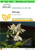 SAFLAX Garden to go - Moringa - Moringa oleifera - 10 Samen Produktbild-Vorschau 1