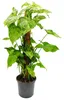 Ungewöhnliche Kletterpflanze auf Moosstamm – Syngonium Produktbild-Vorschau 1