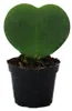 Hoya kerii – srdcová rastlina, srdcová rastlina alebo malá Náhľad obrázku produktu 1