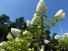 Hortensie Rispenhortensie Stamm 150 - 180 cm Candlelight Produktbild-Vorschau 3
