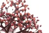 Skimmia japonica 'Rubella', immergrün, rote Knospen, 25–30 Produktbild-Vorschau 2