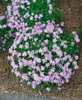 Phlox subulata 'Emerald Cushion Blue', Polsterphlox, blau, Produktbild-Vorschau 12