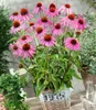 BALDUR Garten 3x Echinacea purpurea, Pflanzen im 9x9 Produktbild-Vorschau 2
