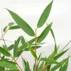 Bloomique - Fargesia rufa - Bambou non traçant - Rustique - Voir les images du produit 4