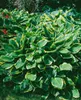 A large, lush hosta plant with variegated green and yellow leaves. Produktbild-Vorschau