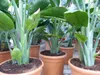Strelitzia Strelitzie weiß Augusta 160 - 180 cm, Produktbild-Vorschau 6