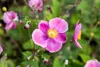Anemone hupehensis 'Praecox', Herbst-Anemone, rosa, ca. 9x9 Produktbild-Vorschau 4