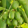 Aktinidia Issai ostrolistna obupłciowa 2L Podgląd zdjęcia produktu 2