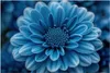 Küchenrückwand Spritzschutz Glas mit Motiv Blaue Blume 40 x Produktbild-Vorschau 3