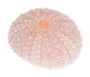 Seeigel Gehäuse Rosa, ca. 4cm, | Echinometra mathaei Produktbild-Vorschau 2