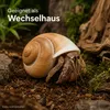 Ryssota otaheitana ab 7,5 cm Schneckenhaus Lamarkiana Produktbild-Vorschau 7