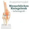 Anatomie Skelett Modell Kniegelenk Lehrmodelle Lebensgroß Produktbild-Vorschau 1