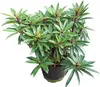 Rhododendron nain 'Graziella' - Résistant au froid & Voir les images du produit 3