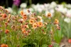 Stauden Gänge 3 x Geum chiloense 'Mai Tai‘ - apricotfarbene Produktbild-Vorschau 3