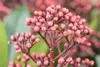 Skimmia japonica 'Rubella', immergrün, rote Knospen, 25–30 Produktbild-Vorschau 8