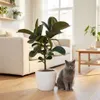 Plante caoutchouc - Ficus Elastica Cloe - Vert - Peu Voir les images du produit 3