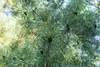 Pinus cembra, Zirbelkiefer, 60–70 cm Produktbild-Vorschau 5
