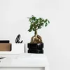Bonsai - Ficus microcarpa - Wysokość 30-40cm - ⌀12cm Podgląd zdjęcia produktu 5