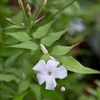 Gelsomino invernale - Jasminum officinale  | 50-60 cm in Anteprima dell’immagine prodotto 1