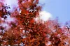 Cotinus coggygria 'Royal Purple', Perückenstrauch, Produktbild-Vorschau 5