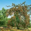 Hippophae rhamnoides, Sanddorn, 60–100 cm Produktbild-Vorschau 13