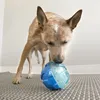 A dog is sniffing a blue and clear ball toy. Produktbild-Vorschau
