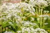 Rodgersia aesculifolia, Schaublatt, ca. 11x11 cm Topf Produktbild-Vorschau 12
