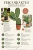 Opuntia ficus-indica (vijgencactus), 50–60 cm – Echte Productafbeelding-voorbeeld 2
