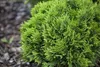 Thuja occidentalis 'Danica', Kugel-Lebensbaum, immergrün, Produktbild-Vorschau 2