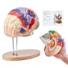 Model lidského mozku - Anatomická studie - 4 části - Náhled obrázku produktu 1