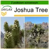 SAFLAX - Joshua Tree - 10 Nasiona - Z podłożem uprawowym Podgląd zdjęcia produktu 10