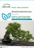 SAFLAX - Stredomorská borovica - Pinus pinea - 6 Semená Náhľad obrázku produktu 1