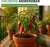 Chili De Cayenne Samen - Capsicum annuum - Chilisamen - Produktbild-Vorschau 7
