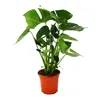 Monstera deliciosa – listová monstera – květináč 21 cm – Náhled obrázku produktu 2