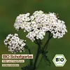 Samenliebe  Schafgarbe Samen | Wildblume - winterhart & Produktbild-Vorschau 4