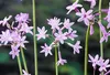 6 x Tulbaghia violacea - Aglio da interno - vaso 9 x 9 cm Anteprima dell’immagine prodotto 1