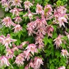 Clematis Markham’s Pink 1L Náhled obrázku produktu 4