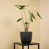 Alocasia Zebrina, Elefantenohr, Zimmerpflanze, 50-70 cm, Produktbild-Vorschau 2