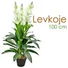Levkoje Matthiola umelá rastlina umelá rastlina 100 cm Náhľad obrázku produktu 7