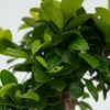 Bonsai - Ficus microcarpa - Wysokość 30-40cm - ⌀12cm Podgląd zdjęcia produktu 4