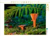 CALVENDO Puzzle Edel-Reizker (Lactarius deliciosus) | 2000 Produktbild-Vorschau 1